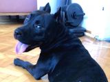 5 Yaşında Çok Şeker Bir Amstaff, Kısır ve Tuvalet Eğitimi Var