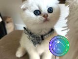 Minnoşum Silver Scottish Fold Yavrumuz
