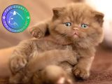 Kakao Tüy Mucizesi Chocolate British Shorthair 