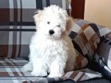Erkek maltese terrier yavrusu 3 aylık