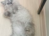 Canım çikoma yuva arıyorum 