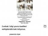 3 tane 2 erkek 1 dişi yavru kedilere yuvalar arıyoruz. 