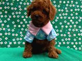Orijinal Poodle yavrular