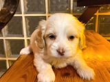mini boy Maltipoo yavrumuz 