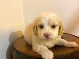 ev doğumu maltipoo bebeğimiz 