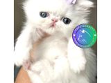 Fiyonklu Güzellik Exotik Shorthair yavrumuz 