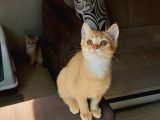 British Shorthair Yavrular 