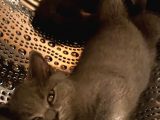Kedi
