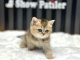 BABY GOLDEN BRİTSH SHORTHAİR 