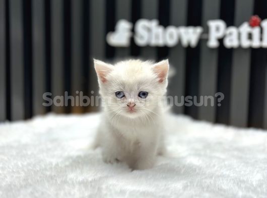 SHORTHAİR BRITISH BABY 