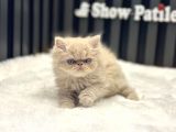 EXOTİC LONGHAİR FAWN BABY 