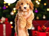 TOY POODLE YAVRULARIM