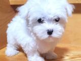 Maltese Terrier XS Ev Doğumlu,Oyuncu ve Uyumlu