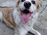 Köpeğimi sahiplendiriyorum