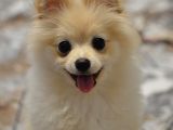 En tatlısı ve akıllısından dişi pomerian