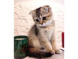 Black Golden Scottish Fold Dişi Yavru – 2 Aylık