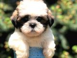 MORKIE YAVRULARIMIZ 