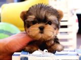 MORKIE YAVRULARIMIZ 