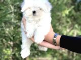 MORKIE YAVRULARIMIZ 