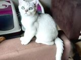 Muhteşem British Shorthair Dişi ve Erkek Yavrular 