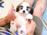 MORKIE YAVRULARIMIZ 