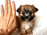 MORKIE YAVRULARIMIZ 