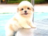 MORKIE YAVRULARIMIZ 