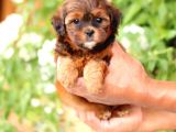MORKIE YAVRULARIMIZ 