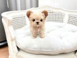 SAGLIK VE IRK GARANTILI MORKIE YAVRULARIMIZ 