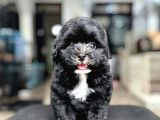 MORKIE YAVRULARIMIZ 