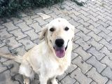 SAHİPLENDİRME İLANI