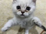 MİNNAK SEVECEN VE OYUNCU SHORTHAIR KEDİ