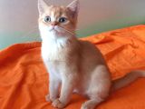 Mükemmel Kalite British Shorthair Yavrular 