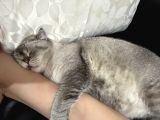 Bulutu sahiplendirmek istiyorum 