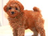 TOY POODLE YAVRUMUZ 0 TEACUP
