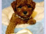 TOOY POODLE YAVRUMUZ 0 TEACUP