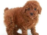 TOY POODLE YAVRUMUZ 0 TEACUP