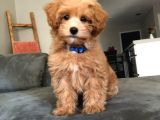 MALTİPOO CİNSİ YAVRULAR EV ÜRETİMİ 