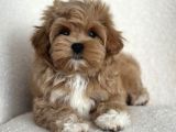 MALTİPOO CİNSİ YAVRULAR EV ÜRETİMİ 