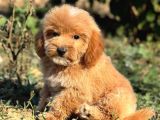 KAHVE TONLU MALTİPOO CİNSİ YAVRULAR 