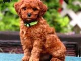 TOY POODLE YAVRUMUZ 0 TEACUP