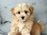 MALTİPOO CİNSİ YAVRULAR EV ÜRETİMİ 