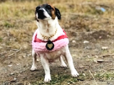 Tuvalet Eğitimli, Uysal Dişi Köpeğim Ömürlük Ailesini Arıyor”