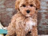 MALTİPOO CİNSİ YAVRULAR EV ÜRETİMİ 