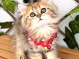 GOLDEN DİŞİ GÜZELLER GÜZELİMİZ UYGUN 