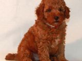 TOY POODLE YAVRUMUZ 0 TEACUP