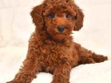 TOY POODLE YAVRUMUZ 0 TEACUP