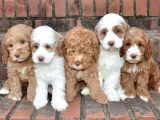 MALTİPOO CİNSİ YAVRULAR EV ÜRETİMİ 
