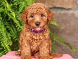 TOY POODLE YAVRUMUZ 0 TEACUP