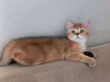 British Shorthair Black Golden Yavrular 